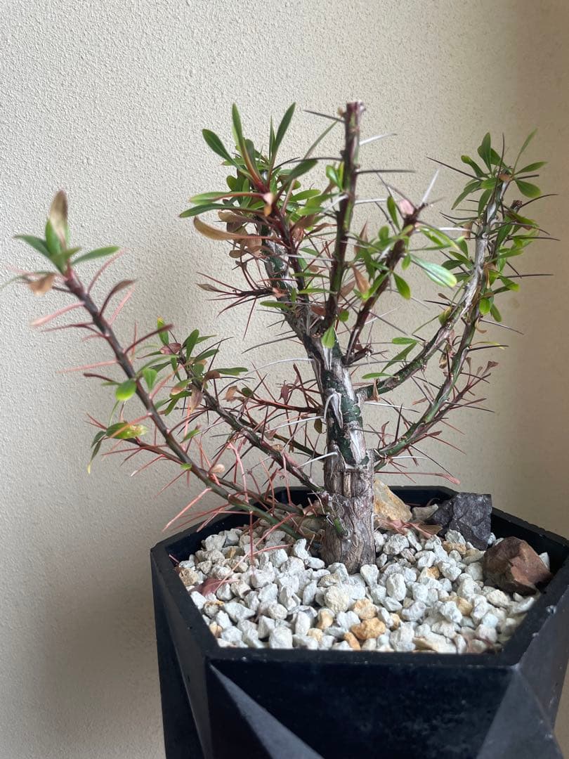 国内実生株　プルプシー　挿し木株