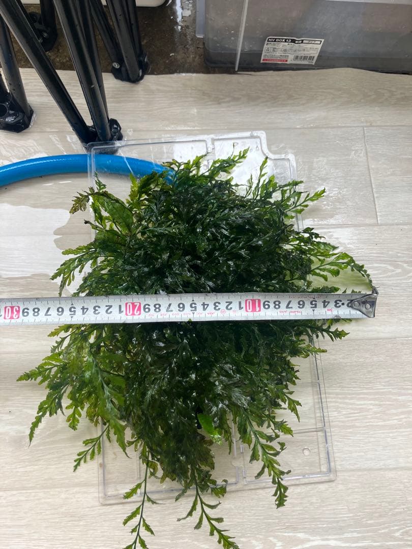 水草 ボルビティス