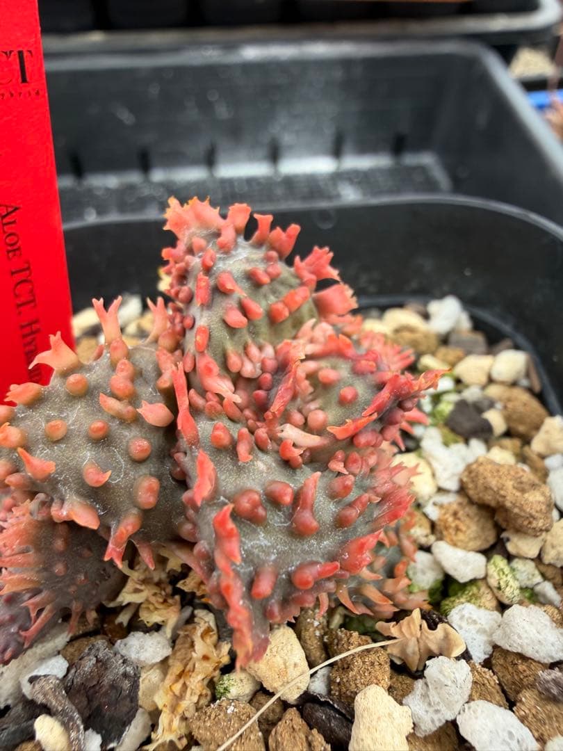 特上アロエ　ハイブリッド　Aloe hybrid 第四種　Fesp