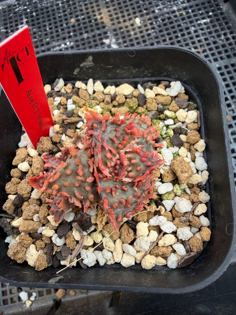 特上アロエ　ハイブリッド　Aloe hybrid 第四種　Fesp