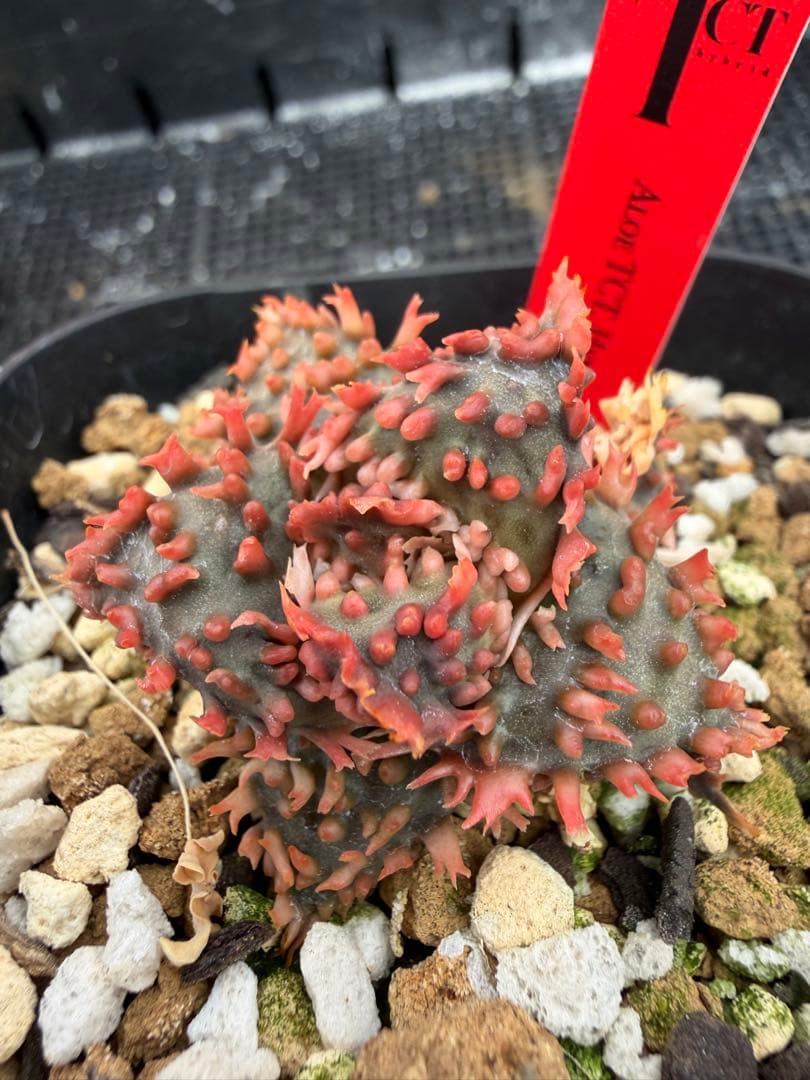 特上アロエ　ハイブリッド　Aloe hybrid 第四種　Fesp