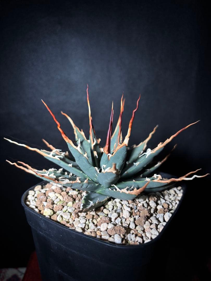 孝*典様 アガベ ユタエンシス　エボリスピナ　妖炎