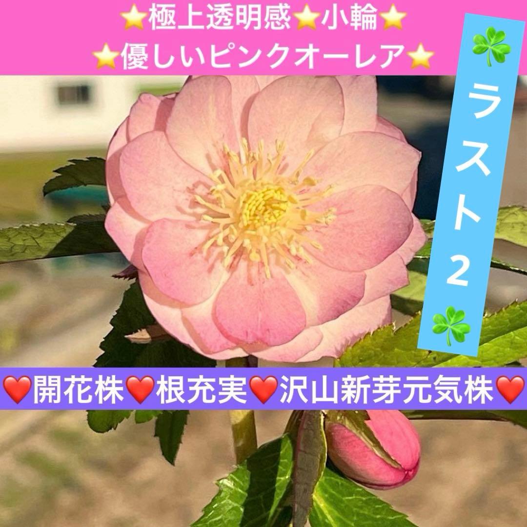 A*️様 ☘️ラスト2☘️開花株❤️沢山新芽元気株3254⭐️極上透明感優しいピ