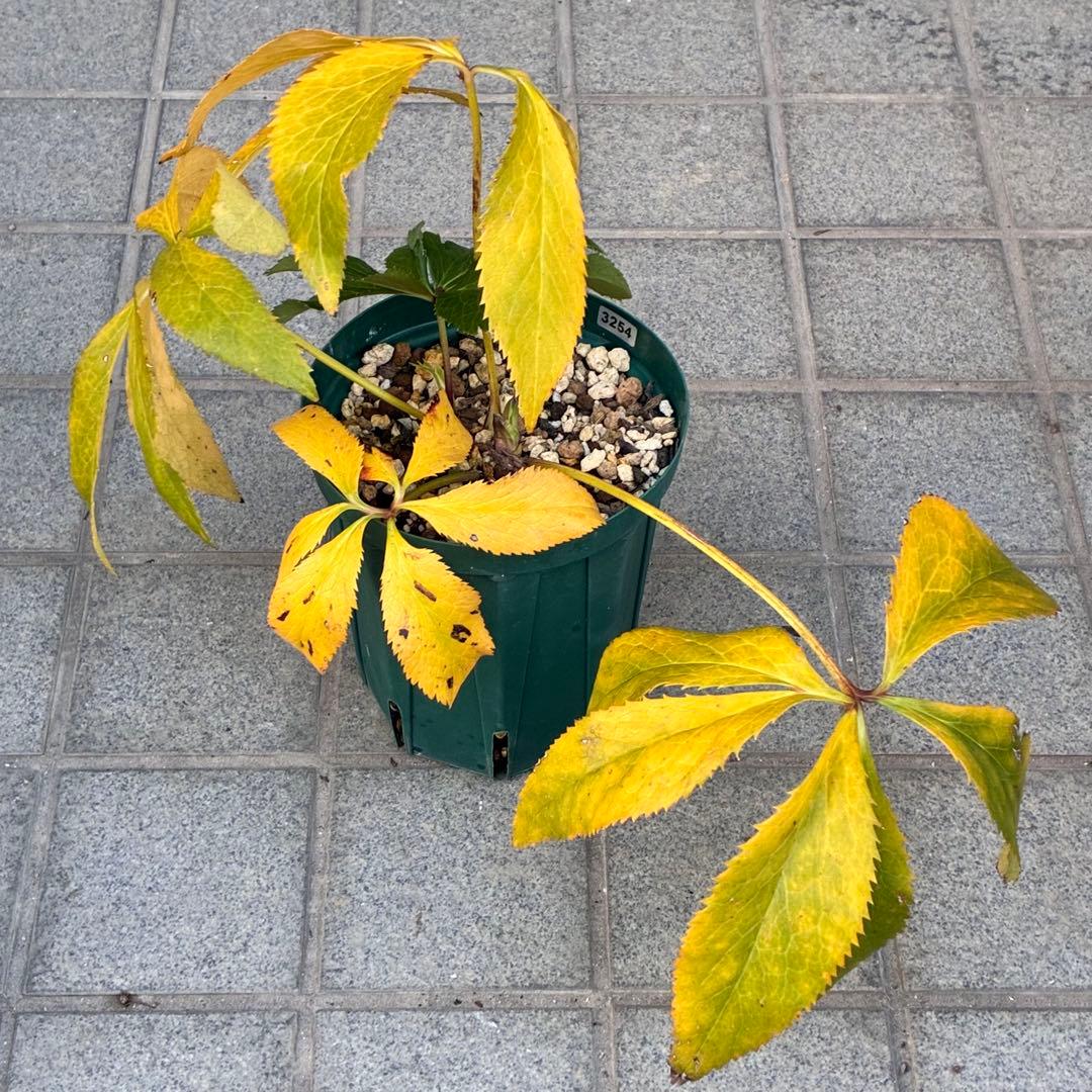 A*️様 ☘️ラスト2☘️開花株❤️沢山新芽元気株3254⭐️極上透明感優しいピ