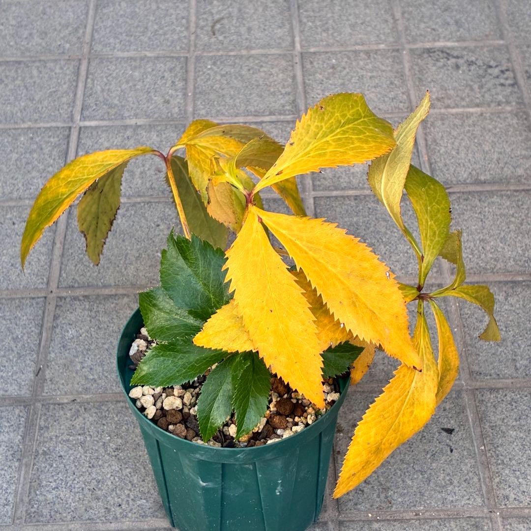 A*️様 ☘️ラスト2☘️開花株❤️沢山新芽元気株3254⭐️極上透明感優しいピ