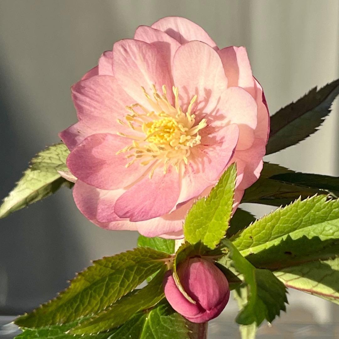 A*️様 ☘️ラスト2☘️開花株❤️沢山新芽元気株3254⭐️極上透明感優しいピ