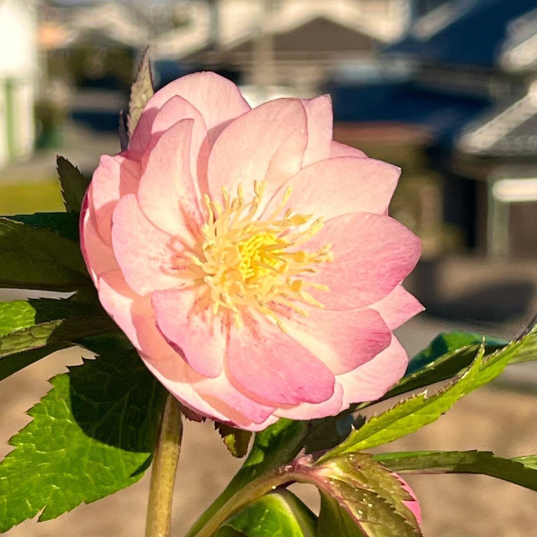 A*️様 ☘️ラスト2☘️開花株❤️沢山新芽元気株3254⭐️極上透明感優しいピ