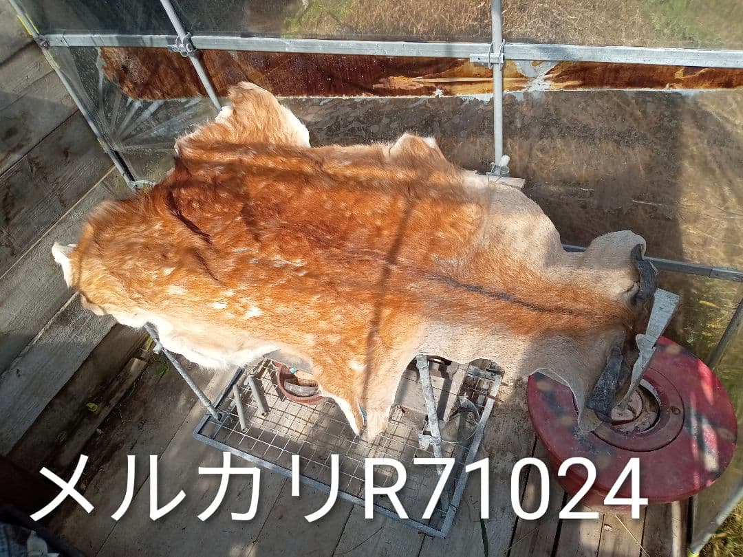 天然日本鹿夏毛ラグ　みみ付き
