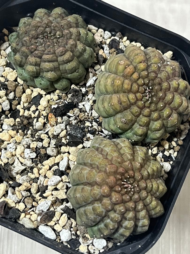 亀甲オベサ　カキコ自根 3株　サボテン