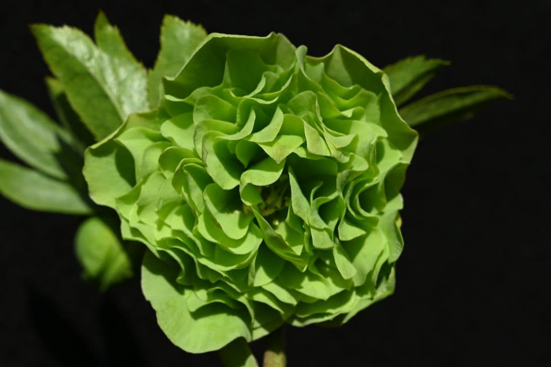 クリスマスローズ　珍品！グリーン多弁　加藤農園