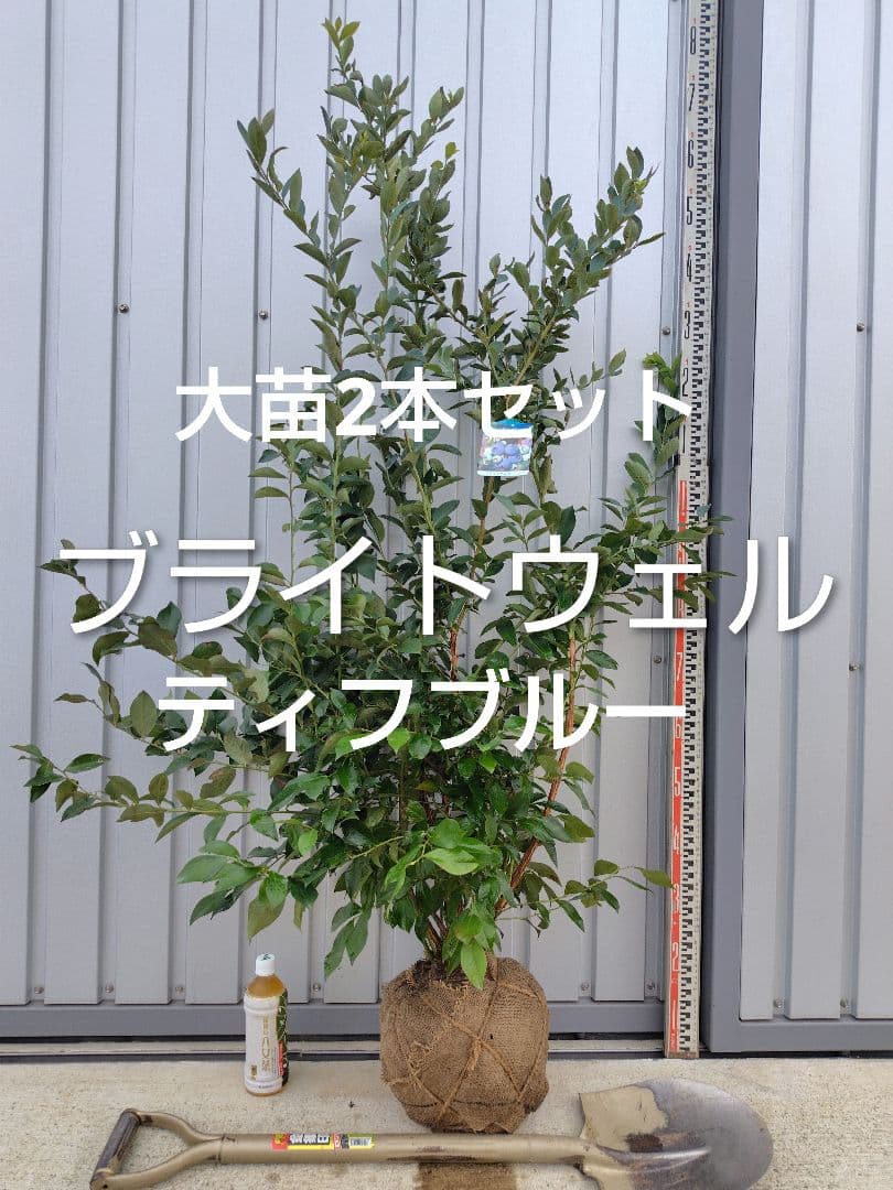 ブルーベリー苗　ブライトウェル＆ティフブルー大苗2本セット
