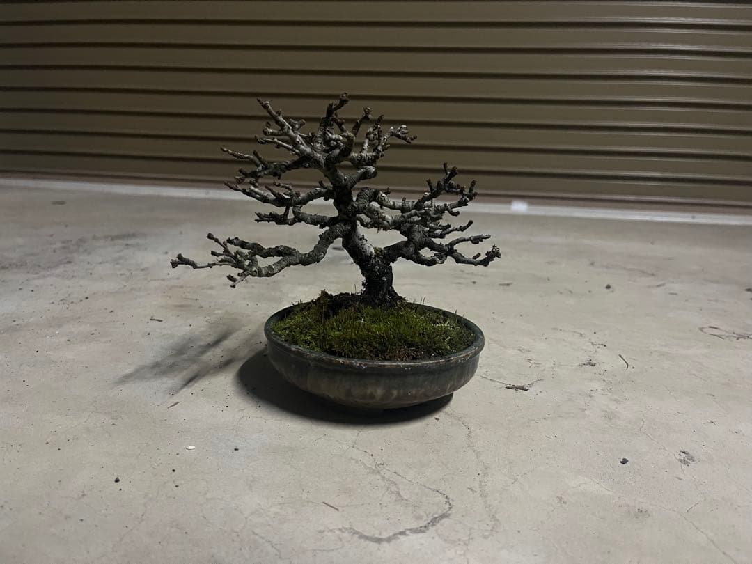 R*u様 300円スタート！長寿梅 盆栽
