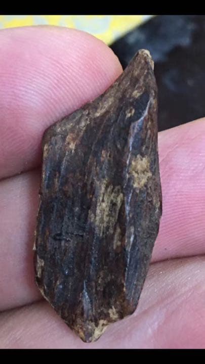 沈香 伽羅 香木 金札 緑油奇楠香