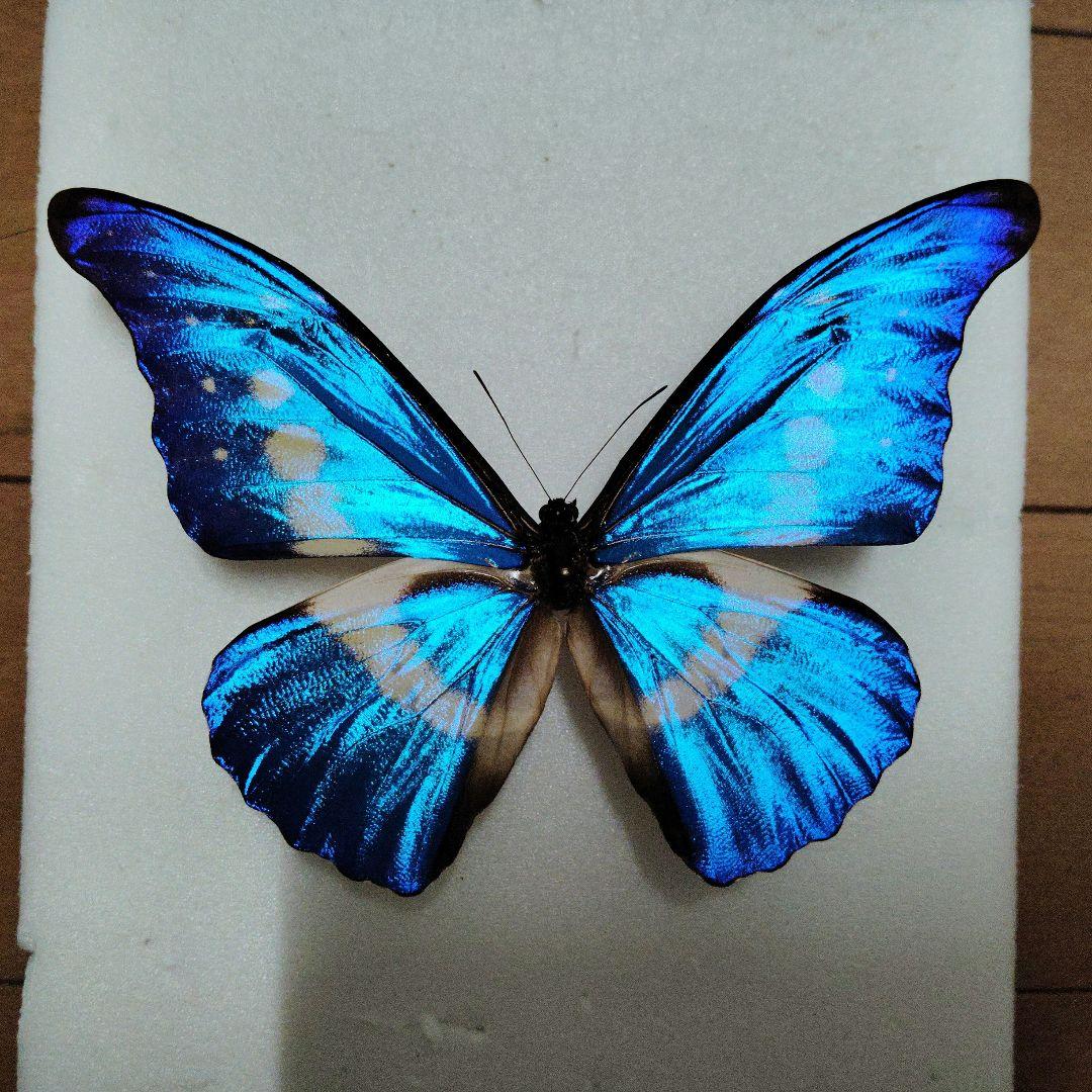 【蝶標本】ヘレナモルフォ　専用