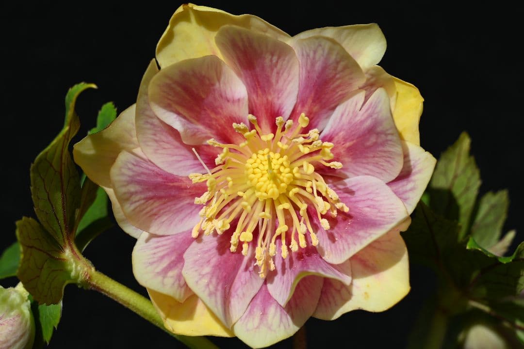 クリスマスローズ　認定プリマヴェーラゴールド　加藤農園