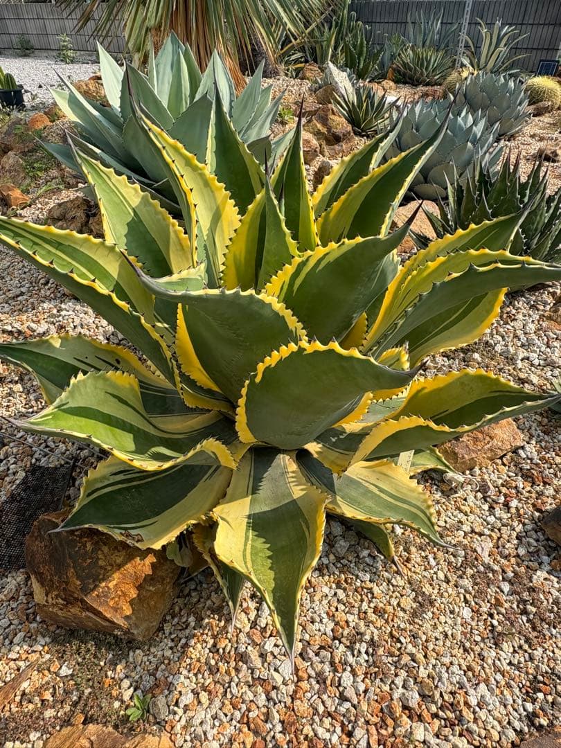 アガベ リップルエフェクト 美株