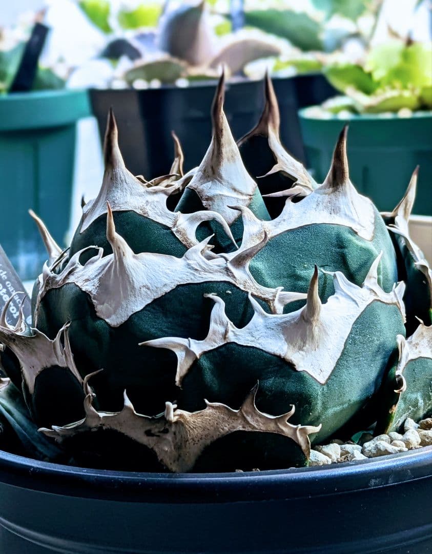 R*O様 アガベ　オアハカ現地球　子株　コヨーテ産