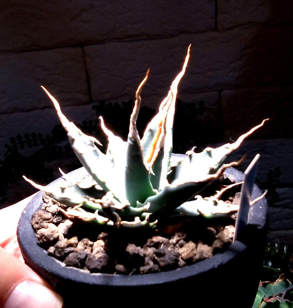 アガベ　ユタエンシス　エボリスピナ　実生　4年目　陽炎　選抜