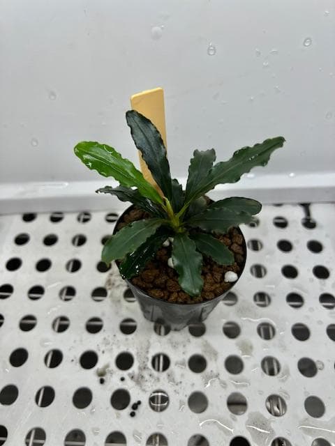 C*e様 ブセファランドラsp. Noyan Sanggau TB便