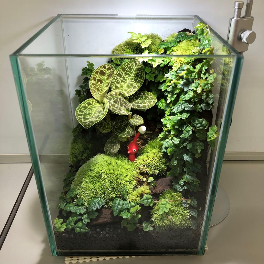 パルダリウム水槽セット/完成品/テラリウム/苔リウム/苔テラリウム