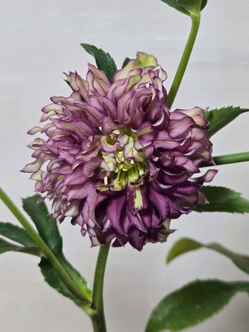 ☆クリスマスローズ☆多弁　変わり咲き☆4.5号鉢☆