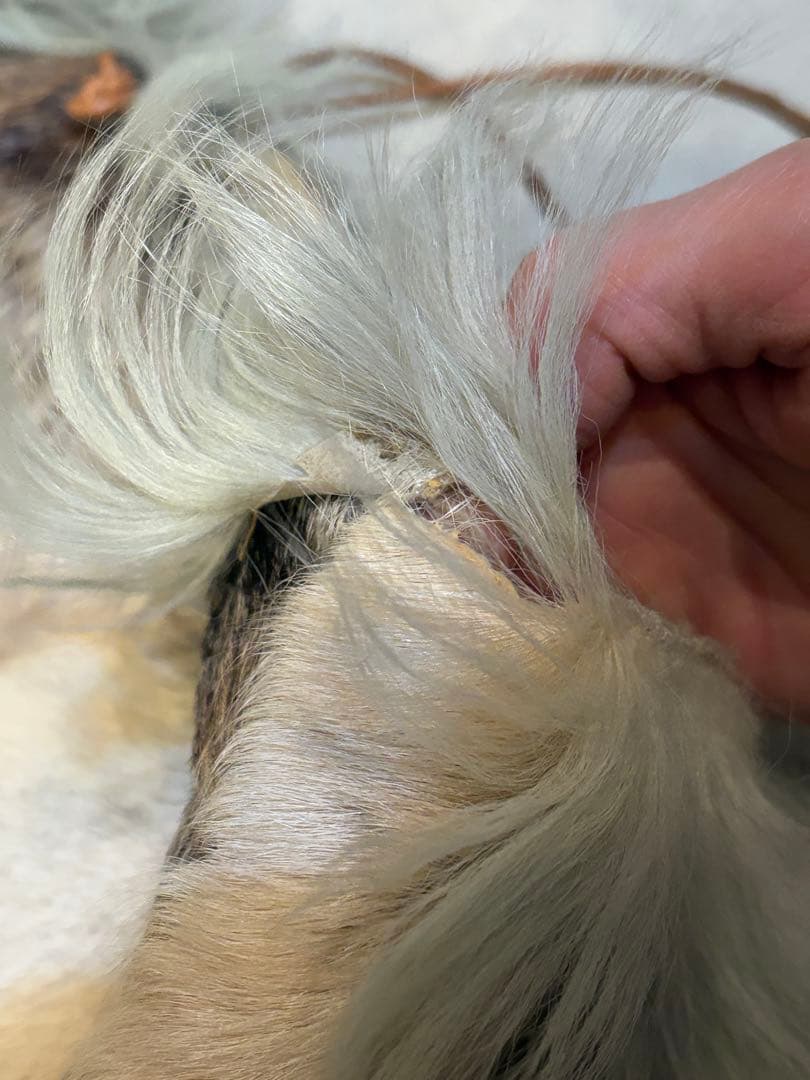 新年SALE★MARNI ハラコ ファー トートバッグ