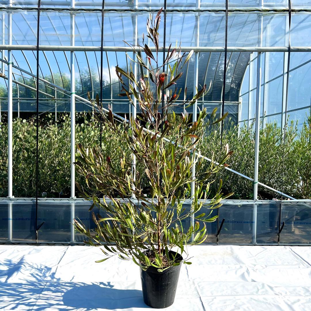 【⭐︎chika⭐︎】ドドナエア140㎝前後、ピンク120㎝前後　2本セット