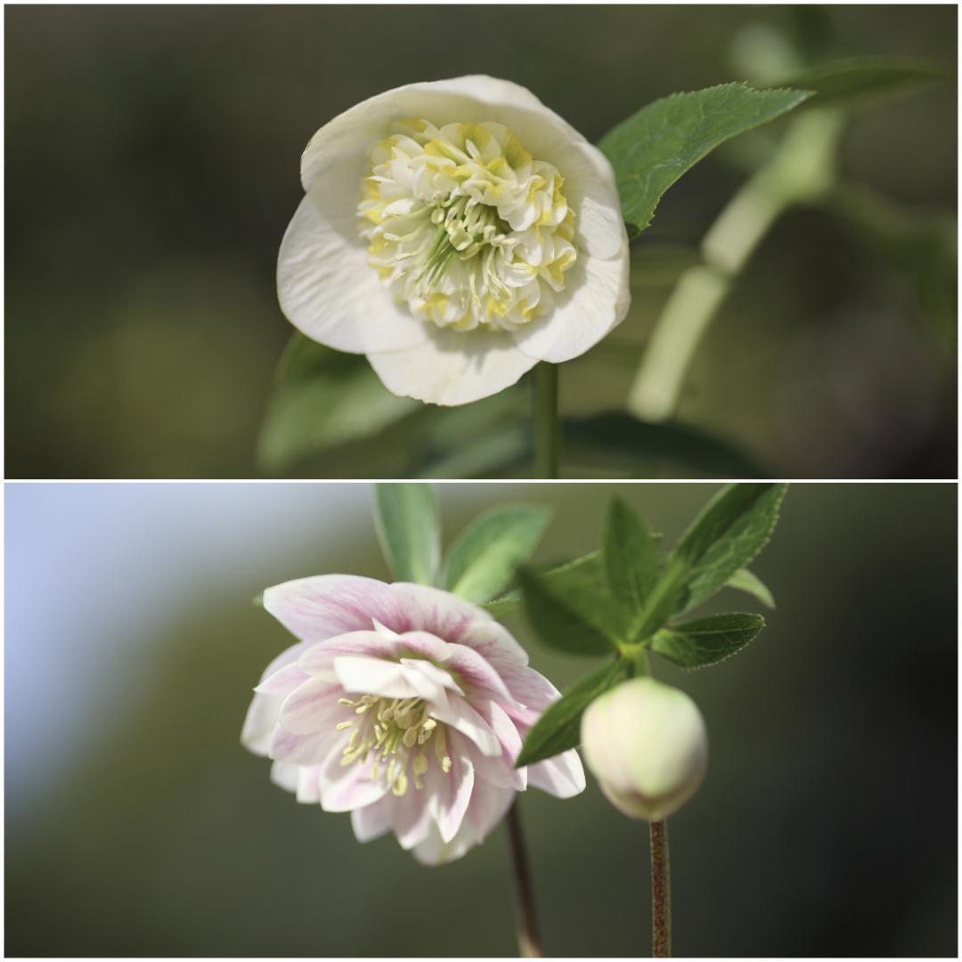 Komati「新春セール」クリスマスローズ 小苗 セット