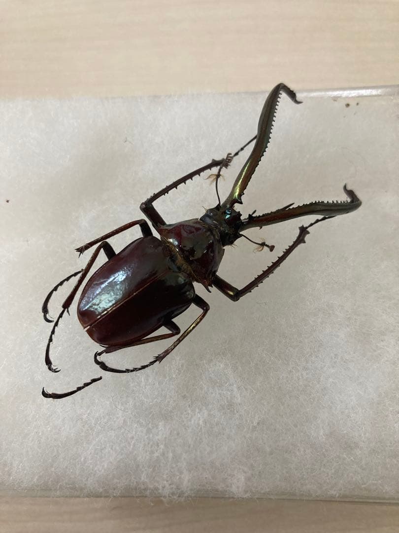 コガシラクワガタ　チリクワガタ 60mm 標本