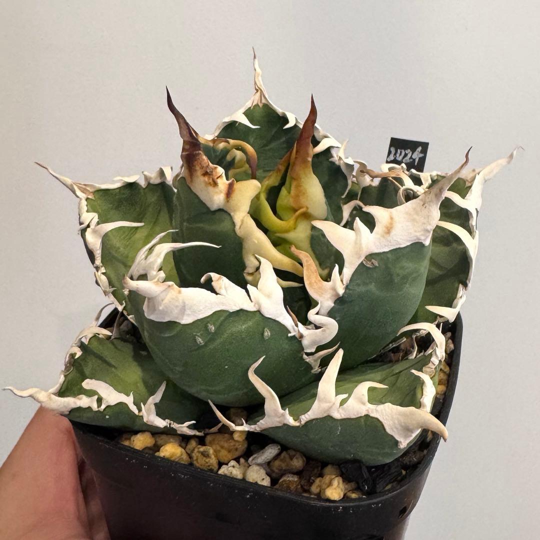 土日限定値下げ 子株 アガベ 島村園芸産 イタメリ 検）悪魔くん バケモノ 悪魔