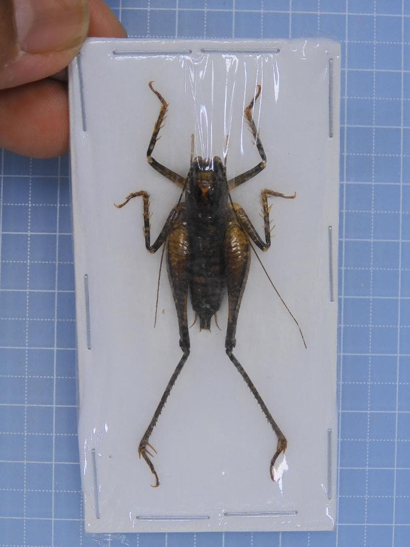 標本 Tibet Tettigoniidae sp. 29mm