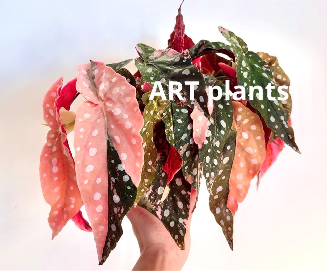 ち*こ様 ベゴニア マクラータ 斑入り発根管理中