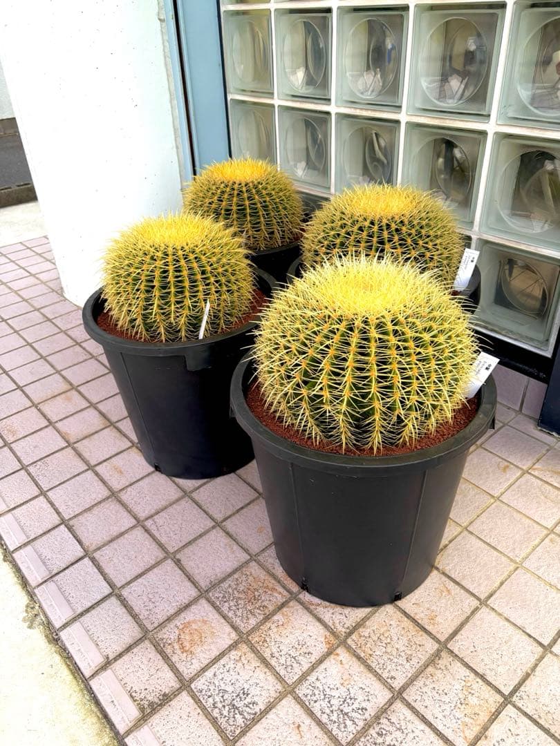 厳選　特特大　金鯱サボテン　キンシャチ　12号サイズ