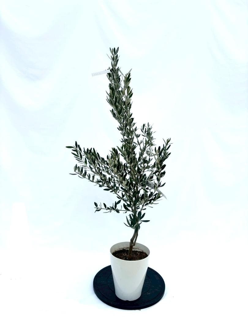 KS専用　オリーブの木　ホワイト2本