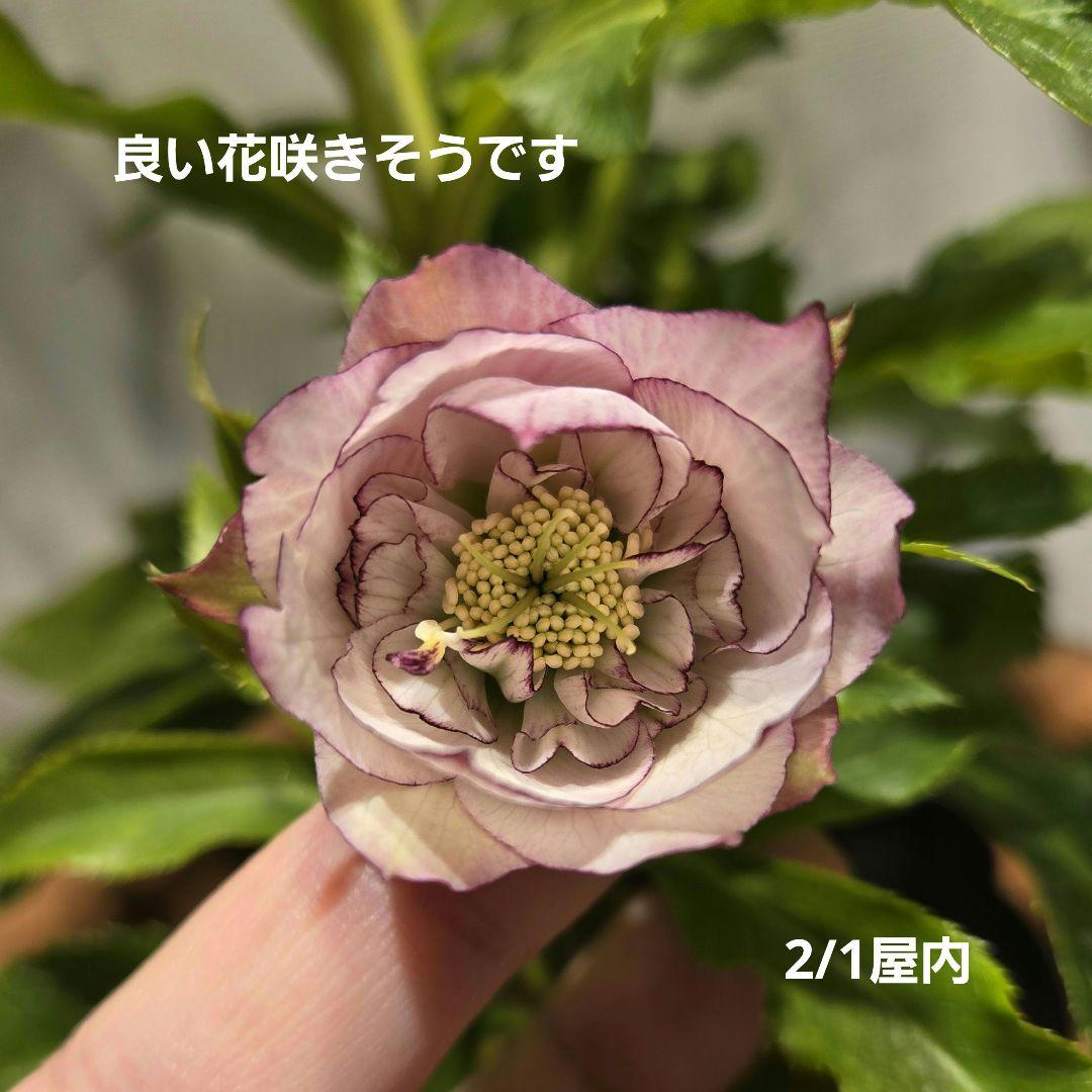 未株分　クリスマスローズ　ラージネクタリー　シャルウィダンス　若泉ファーム