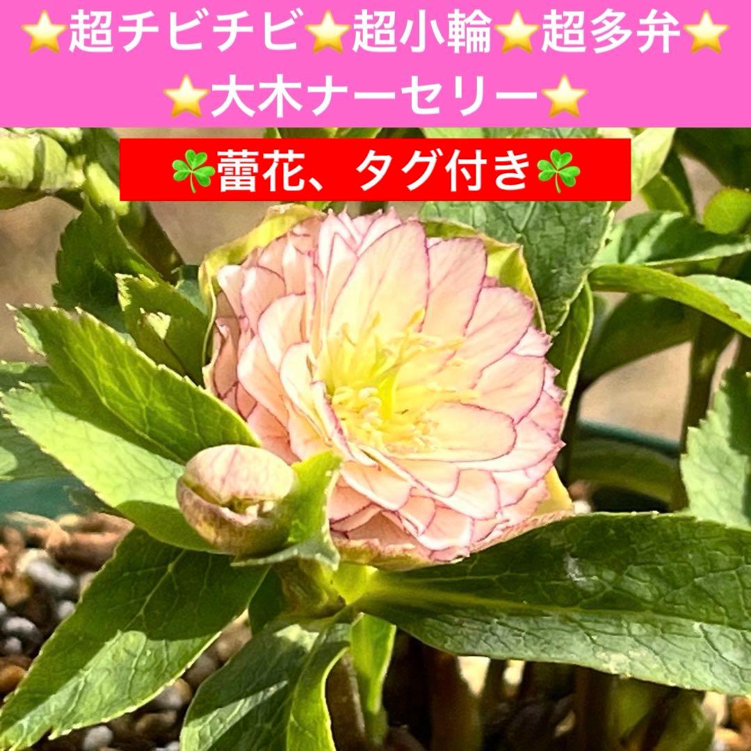 か*ん様 3521☘️蕾花、タグ付き☘️⭐️超チビチビ⭐️超小輪⭐️超多弁⭐️大