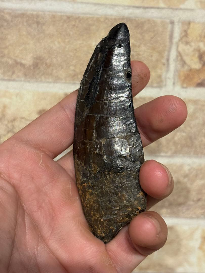 漆黒のカルカロドントサウルスの歯　化石　恐竜　ティラノサウルス