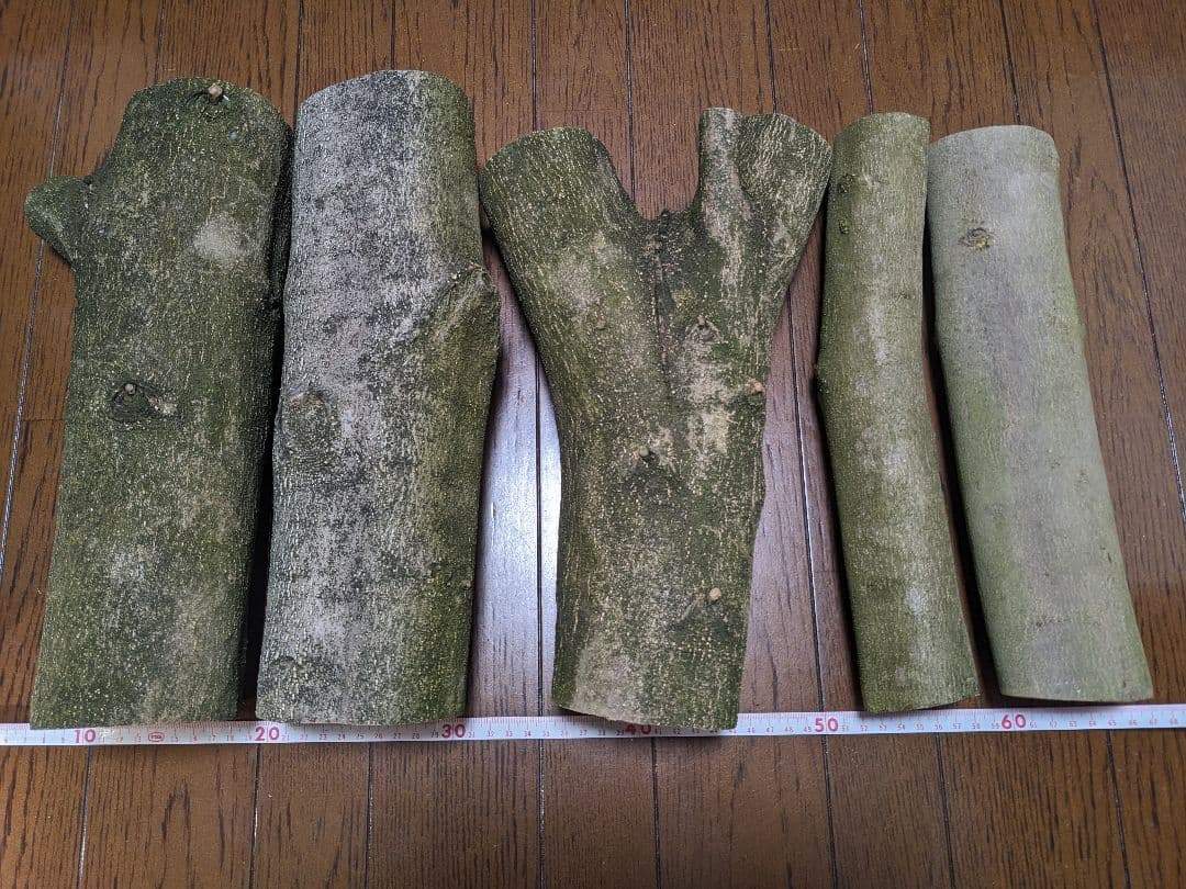 オリーブ　剪定枝　太枝　太木挿し　盆栽　5本