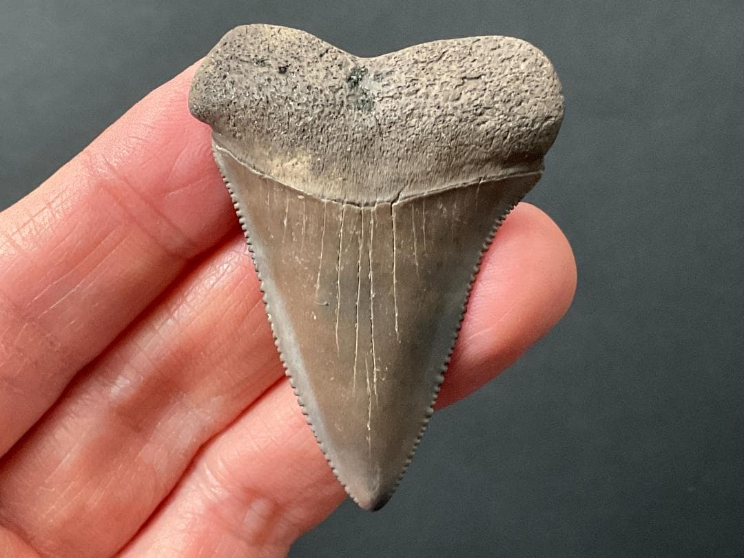 サメの歯 ホホジロザメ [GR228] 化石 希少 レア