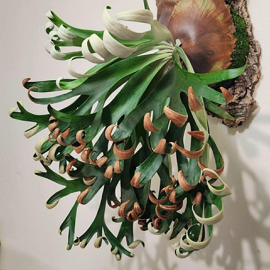 フーンシキOC子株　P.FoongSiQi　ビカクシダ 株分け品子株 オリジナル