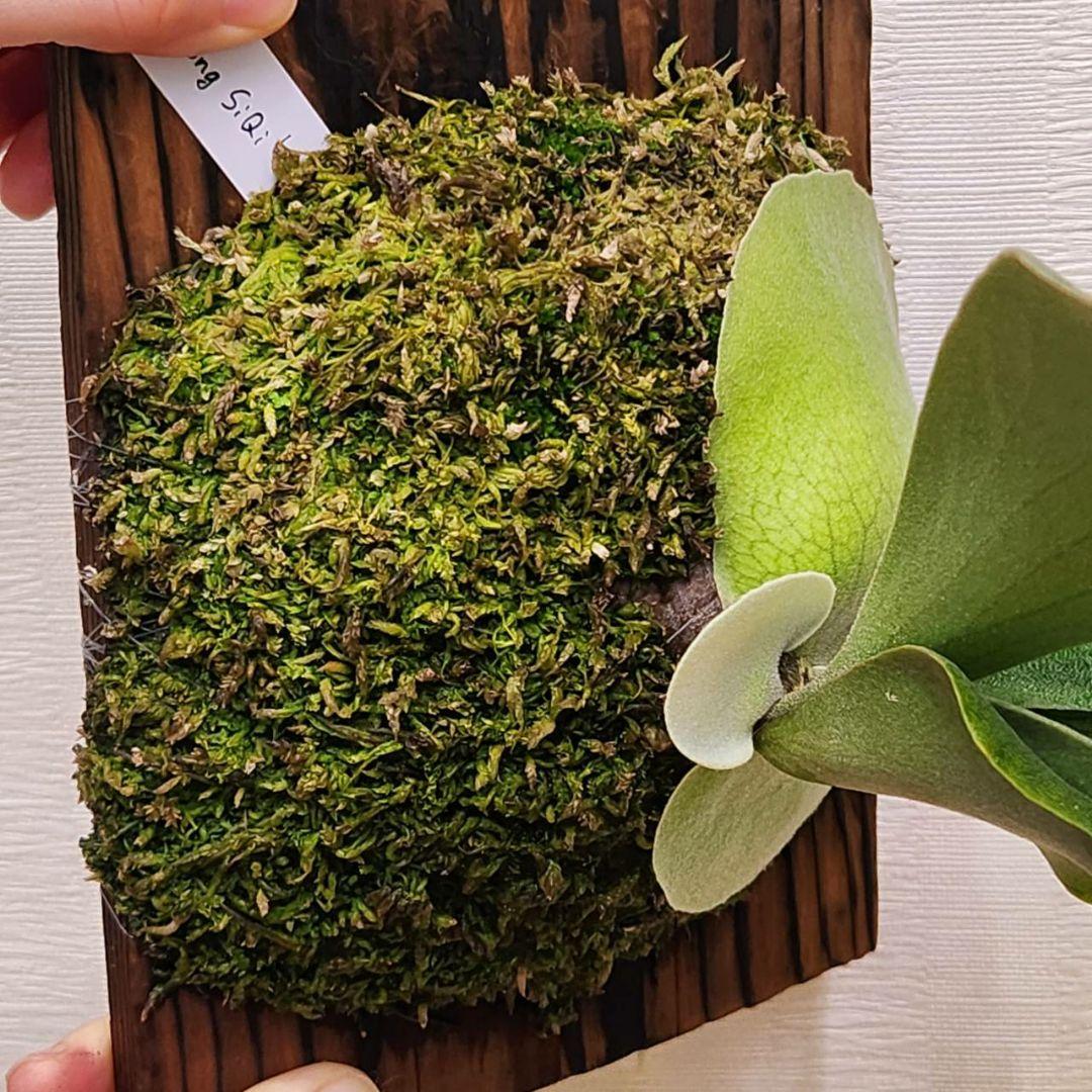 フーンシキOC子株　P.FoongSiQi　ビカクシダ 株分け品子株 オリジナル