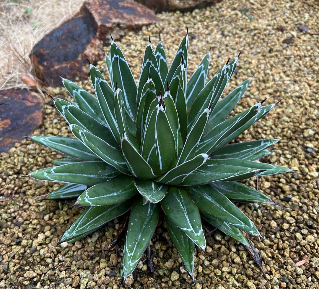 大株　アガベ　笹の雪　27cm