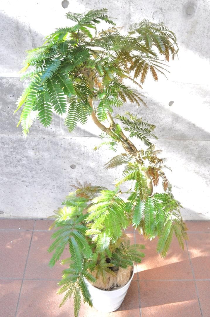 エバーフレッシュ 135cm 8号 S-shaped tree form