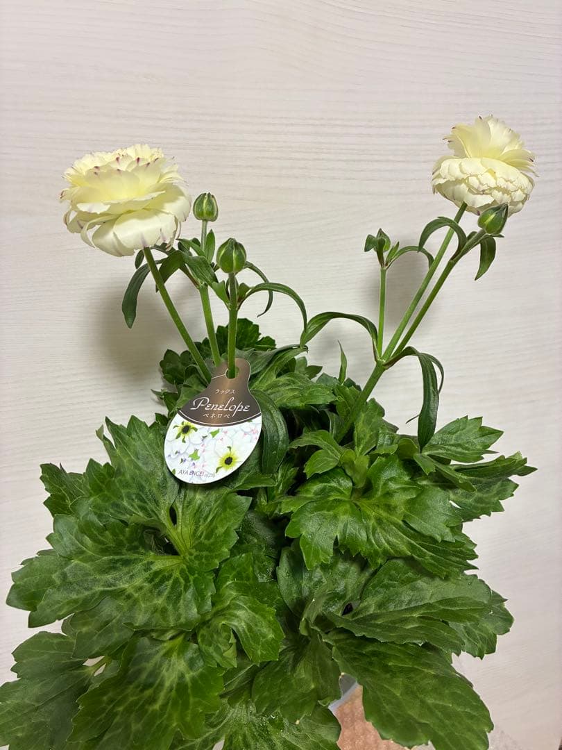 ラナンキュラスラックス　開花株　新品種　ペネロペ　ディーバ　ヘスティア　3苗