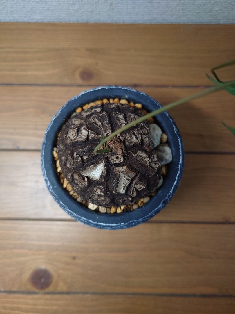 メキシコ亀甲竜 ベアルート株 発根済み ディオスコレア