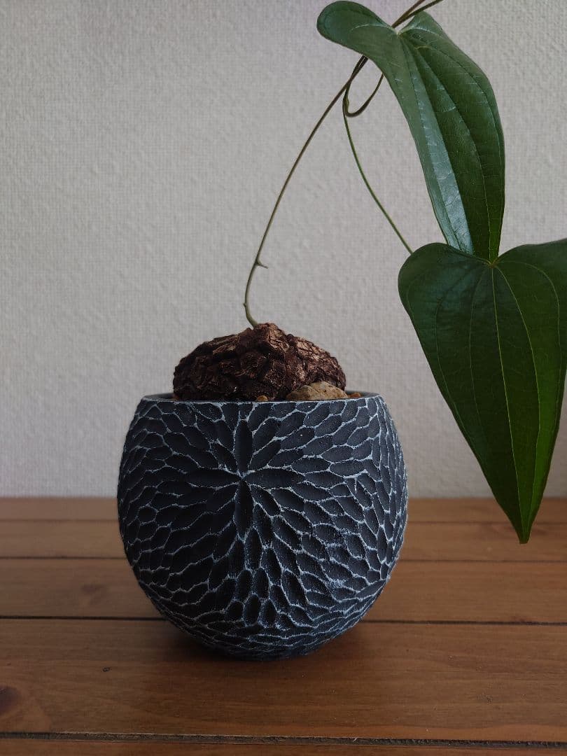 メキシコ亀甲竜 ベアルート株 発根済み ディオスコレア