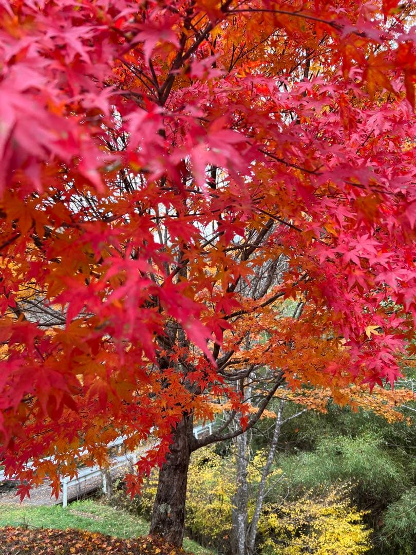 トムソン11月分化粧品