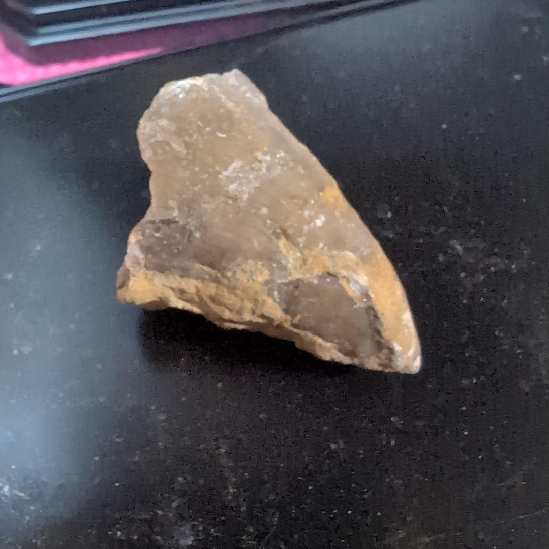 本物　恐竜の歯　内部水晶化　モササウルス?　25グラム