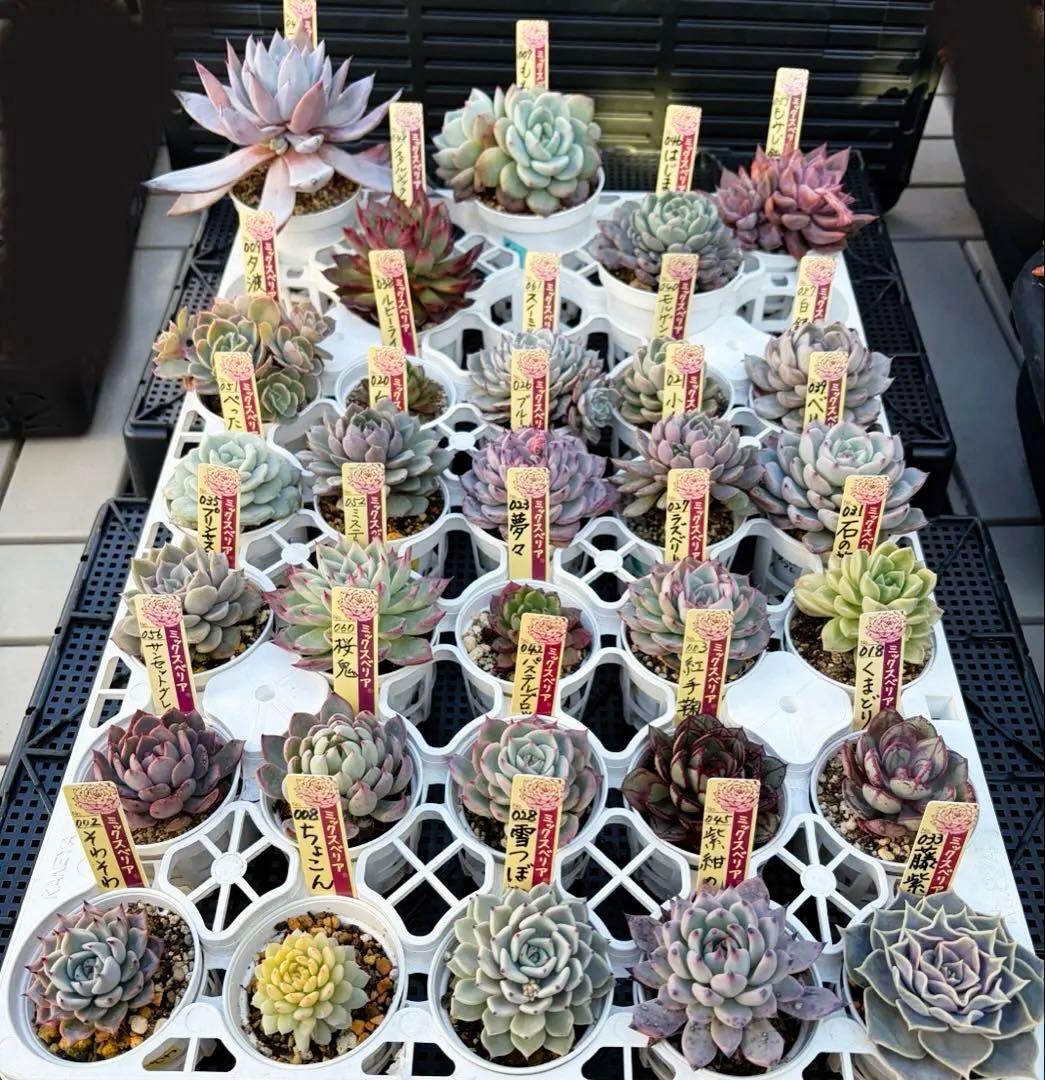 ＊ぽぽ＊さま専用 おらいさん苗30個セット　ミックスベリア　エケベリア多肉