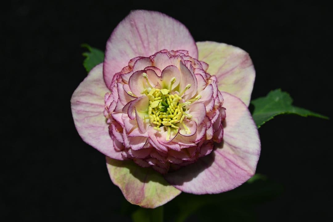 クリスマスローズ　認定モーリー　加藤農園